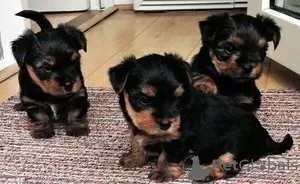 Foto №1. yorkshire terrier - zum Verkauf in der Stadt Adelboden | 200€ | Ankündigung № 129285