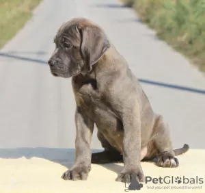 Zusätzliche Fotos: Cane Corso Welpen zu verkaufen