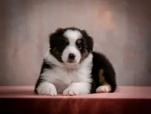 Foto №4. Ich werde verkaufen australian shepherd in der Stadt Jaroslawl. vom kindergarten - preis - Verhandelt