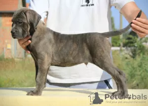 Zusätzliche Fotos: Cane Corso Welpen zu verkaufen