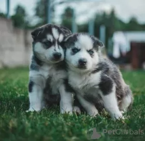 Foto №1. siberian husky - zum Verkauf in der Stadt Gruyères | Frei | Ankündigung № 129165