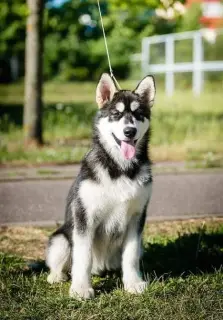 Foto №3. Alaskisches Malamute-Mädchen. Weißrussland