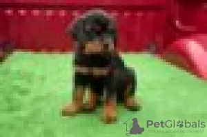 Foto №2 zu Ankündigung № 128426 zu verkaufen rottweiler - einkaufen Deutschland züchter