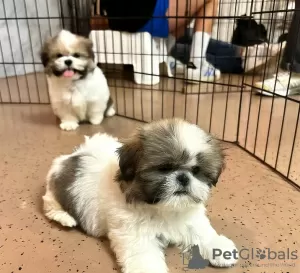 Foto №2 zu Ankündigung № 125760 zu verkaufen shih tzu - einkaufen Schweiz 