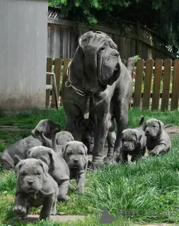 Foto №1. deutsche dogge - zum Verkauf in der Stadt München | 106€ | Ankündigung № 129586