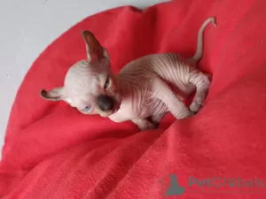 Foto №2 zu Ankündigung № 76351 zu verkaufen sphynx cat - einkaufen Polen züchter