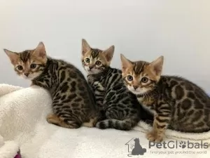 Foto №1. bengal katzenrasse - zum Verkauf in der Stadt Ньюарк | 404€ | Ankündigung № 127875