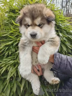 Foto №2 zu Ankündigung № 88443 zu verkaufen alaskan malamute - einkaufen Slowenien quotient 	ankündigung