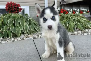 Foto №1. siberian husky - zum Verkauf in der Stadt Varmaland | verhandelt | Ankündigung № 73338