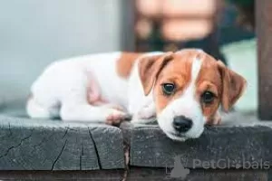 Foto №1. jack russell terrier - zum Verkauf in der Stadt Helsinki | Frei | Ankündigung № 127911