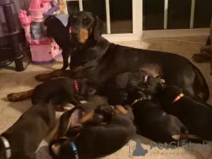 Foto №2 zu Ankündigung № 129259 zu verkaufen dobermann - einkaufen Schweiz züchter