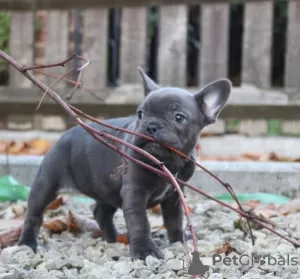 Foto №1. französische bulldogge - zum Verkauf in der Stadt Namur | 200€ | Ankündigung № 129078