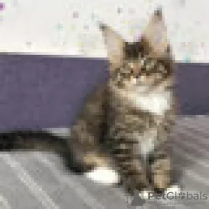 Foto №2 zu Ankündigung № 129233 zu verkaufen maine-coon-katze - einkaufen Schweiz züchter