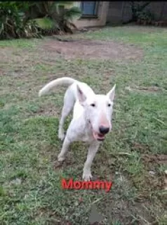 Foto №3. Bullterrier-Welpen zu verkaufen. Finnland