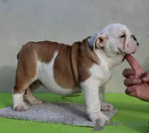 Zusätzliche Fotos: ENGLISCHE BULLDOGGE Welpen