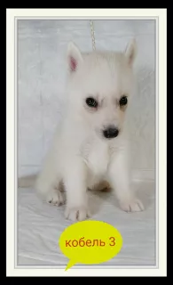 Foto №4. Ich werde verkaufen siberian husky in der Stadt Торосово. vom kindergarten - preis - 225€