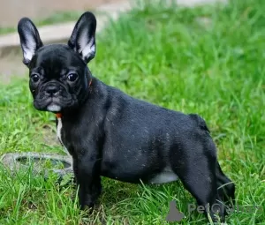 Foto №2 zu Ankündigung № 128252 zu verkaufen französische bulldogge - einkaufen Deutschland quotient 	ankündigung