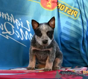 Foto №4. Ich werde verkaufen australian cattle dog in der Stadt Kovin. züchter - preis - verhandelt