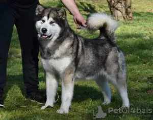 Foto №3. Alaskan Malamute Welpen. Serbien