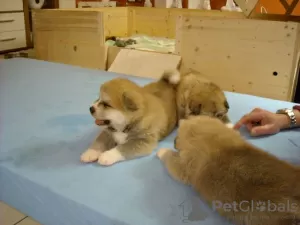 Foto №3. Akita Inu puppies for adoption. Deutschland