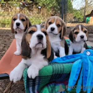 Foto №2 zu Ankündigung № 128482 zu verkaufen beagle - einkaufen Deutschland quotient 	ankündigung