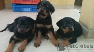 Foto №2 zu Ankündigung № 128437 zu verkaufen rottweiler - einkaufen Deutschland züchter