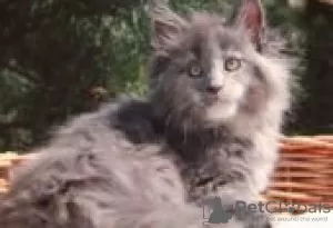 Foto №2 zu Ankündigung № 128593 zu verkaufen maine-coon-katze - einkaufen Finnland züchter