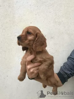 Zusätzliche Fotos: Amerikanischer Cocker Spaniel, 4 Hündinnen, 1 Rüde, A-Qualitätswelpen