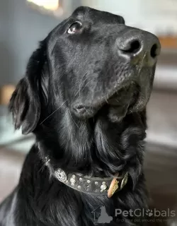 Foto №2 zu Ankündigung № 127188 zu verkaufen flat coated retriever - einkaufen Frankreich züchter