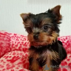 Foto №1. yorkshire terrier - zum Verkauf in der Stadt Köln | Frei | Ankündigung № 129458