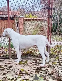 Zusätzliche Fotos: Amerikanische Bulldogge Hündinnen zu verkaufen