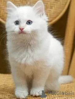 Foto №1. ragdoll-katze - zum Verkauf in der Stadt Wetherill Park | 852€ | Ankündigung № 50381