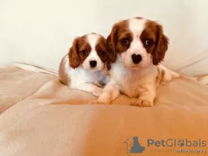 Foto №2 zu Ankündigung № 129493 zu verkaufen cavalier king charles spaniel - einkaufen Niederlande quotient 	ankündigung