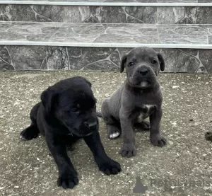 Zusätzliche Fotos: Cane Corso-Welpen