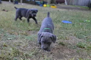 Foto №3. Cane Corso Welpen zu verkaufen. USA