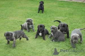 Foto №1. cane corso italiano - zum Verkauf in der Stadt Kauniainen | Frei | Ankündigung № 129433