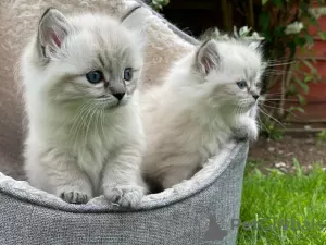 Foto №1. ragdoll-katze - zum Verkauf in der Stadt Huy | Frei | Ankündigung № 129045