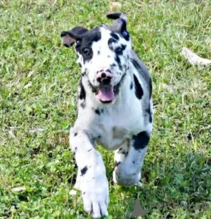 Foto №1. deutsche dogge - zum Verkauf in der Stadt Outokumpu | Frei | Ankündigung № 128372