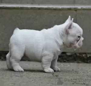 Foto №3. Französische Bulldogge. Spanien