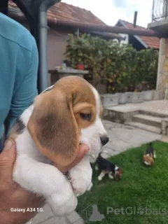 Zusätzliche Fotos: Beagle-Welpen zu verkaufen