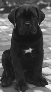 Foto №1. cane corso italiano - zum Verkauf in der Stadt Pavlograd | 505€ | Ankündigung № 3747