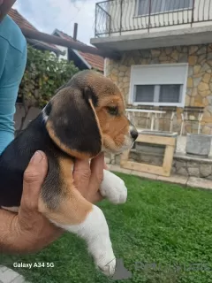 Zusätzliche Fotos: Beagle-Welpen zu verkaufen