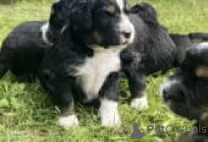 Foto №3. Outstanding Bernedoodle puppies for sale. Deutschland