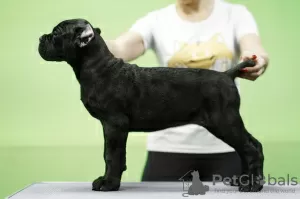 Foto №3. Italienischer Cane Corso für Show und Seele. Russische Föderation