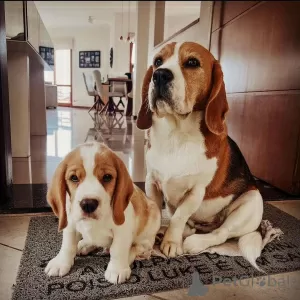 Foto №2 zu Ankündigung № 128335 zu verkaufen beagle - einkaufen Deutschland quotient 	ankündigung