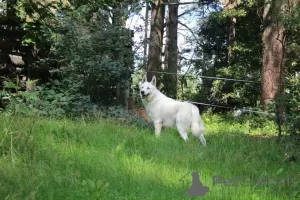 Zusätzliche Fotos: Weißer Schweizer Schäferhund mit kurzen Haaren