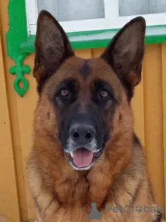 Foto №1. deutscher schäferhund - zum Verkauf in der Stadt Коноша | verhandelt | Ankündigung № 9628