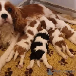 Foto №4. Ich werde verkaufen cavalier king charles spaniel in der Stadt Amiens. quotient 	ankündigung - preis - 1200€