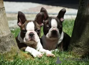 Foto №2 zu Ankündigung № 126878 zu verkaufen boston terrier - einkaufen Portugal 