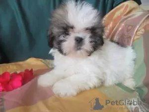 Foto №2 zu Ankündigung № 126858 zu verkaufen shih tzu - einkaufen Portugal 